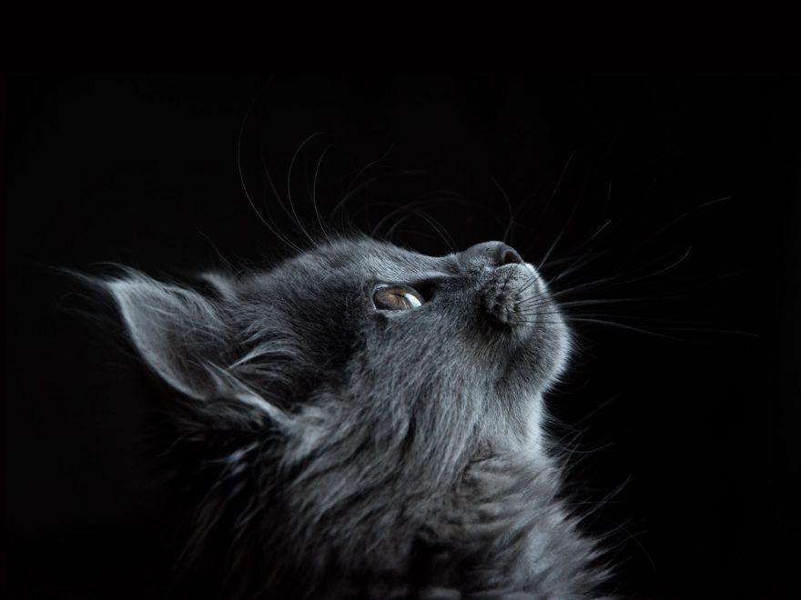 Standard Format with Featured Image